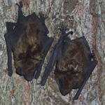 Bat & Bird Control