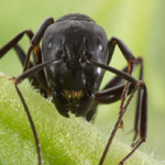 Insect Control