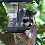 Raccoon Control