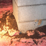 Dead Animal Cleanup