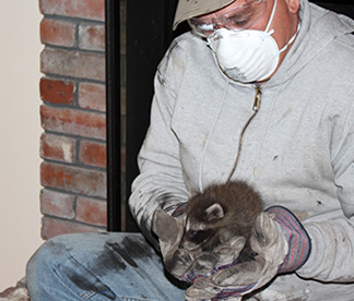 Captured Raccoon