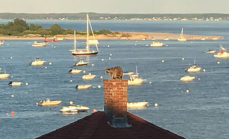 Raccoon on a Chimney