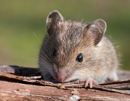Rat