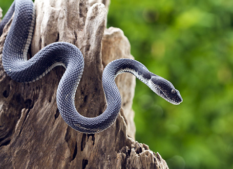 Snake on a Tree