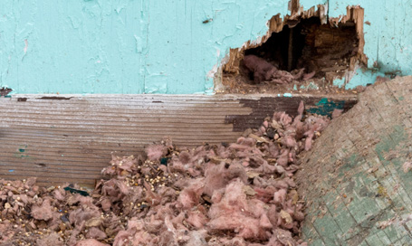 Pest Damage