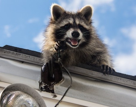 Raccoon Gnawing on Wire